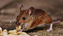 24 Hour & Emergency Exterminators in Dover Twp, NJ